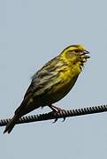 European Serin