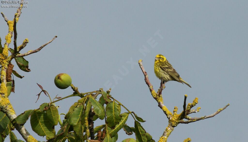 Serin ciniadulte