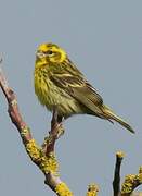 European Serin