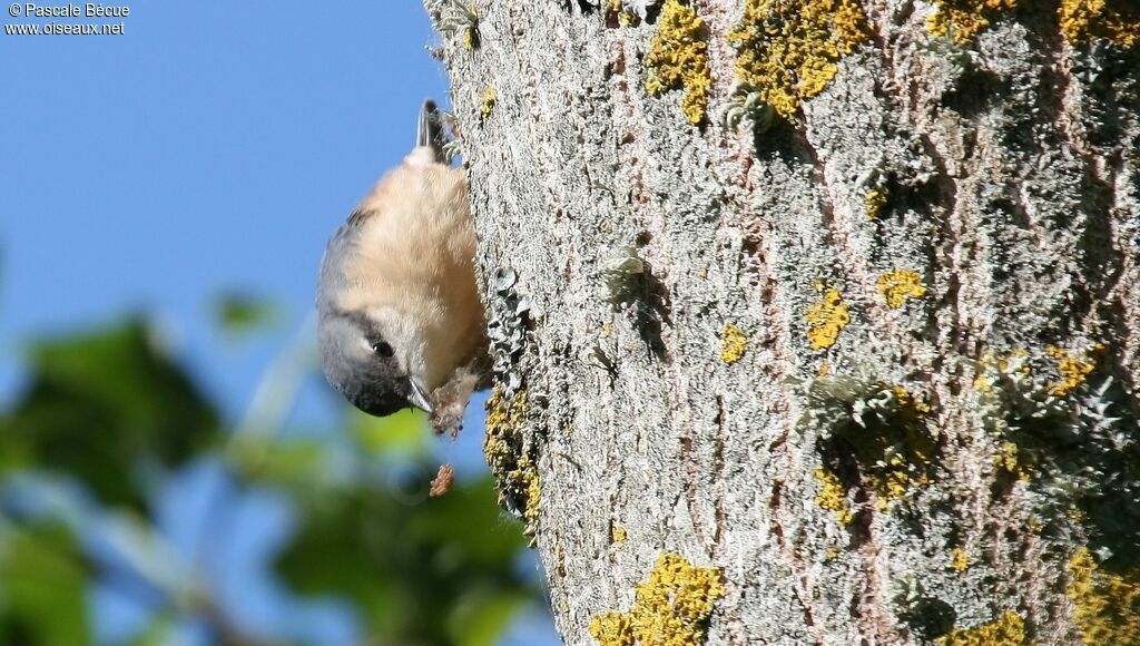 Eurasian Nuthatch