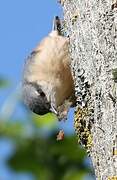 Eurasian Nuthatch