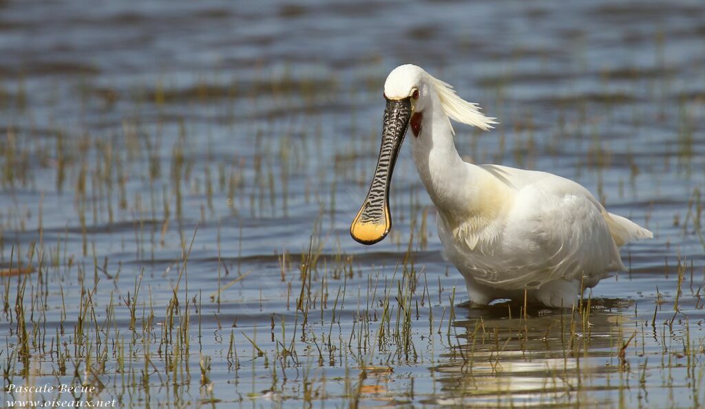 Eurasian Spoonbilladult breeding