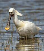 Eurasian Spoonbill