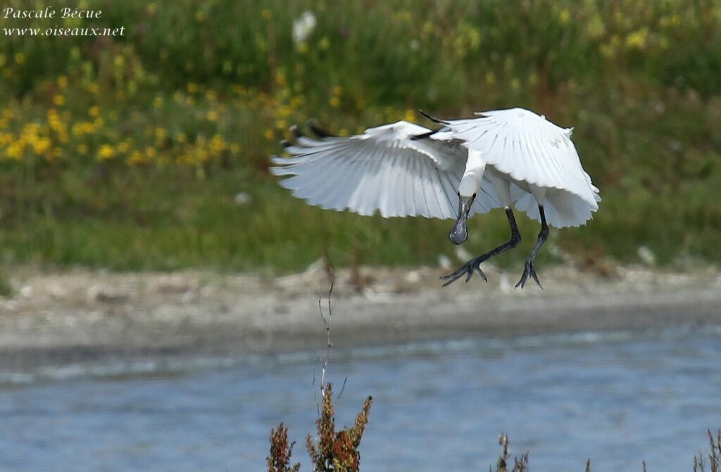 Eurasian Spoonbilljuvenile, Flight