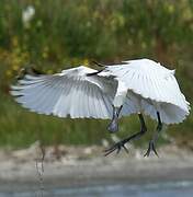 Eurasian Spoonbill