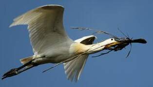 Eurasian Spoonbill