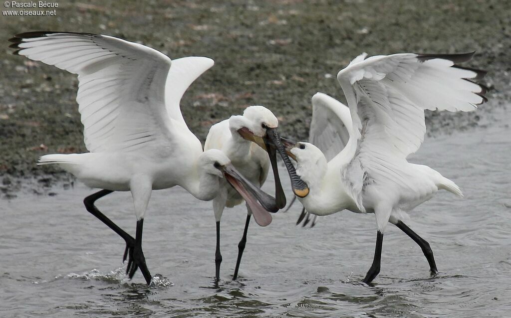 Eurasian Spoonbill, Behaviour