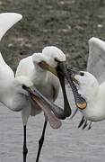 Eurasian Spoonbill