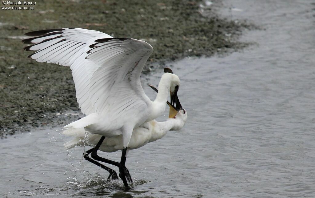 Eurasian Spoonbill, Behaviour