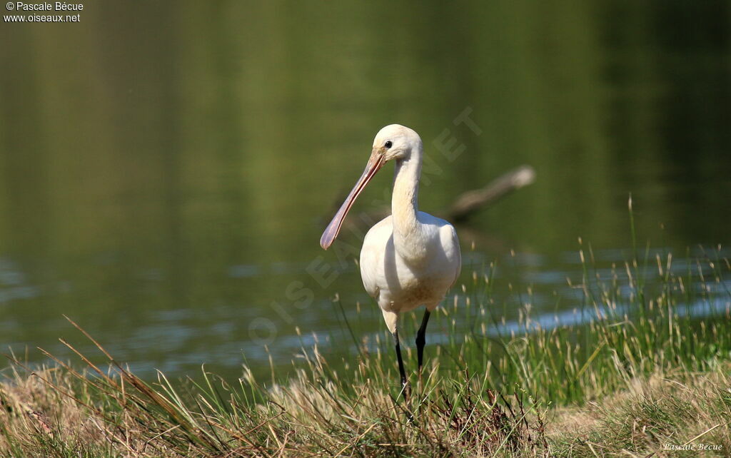 Eurasian Spoonbillimmature