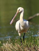 Eurasian Spoonbill