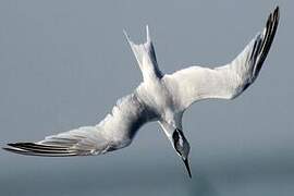 Sandwich Tern