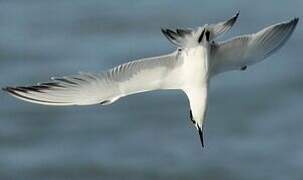 Sandwich Tern