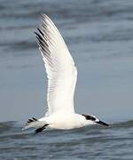 Sandwich Tern