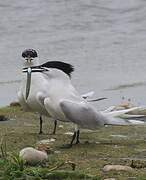 Sandwich Tern