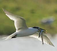 Sandwich Tern