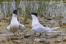 Sandwich Tern