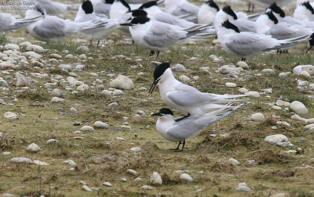 Sandwich Ternadult breeding, mating.