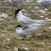 Sandwich Tern