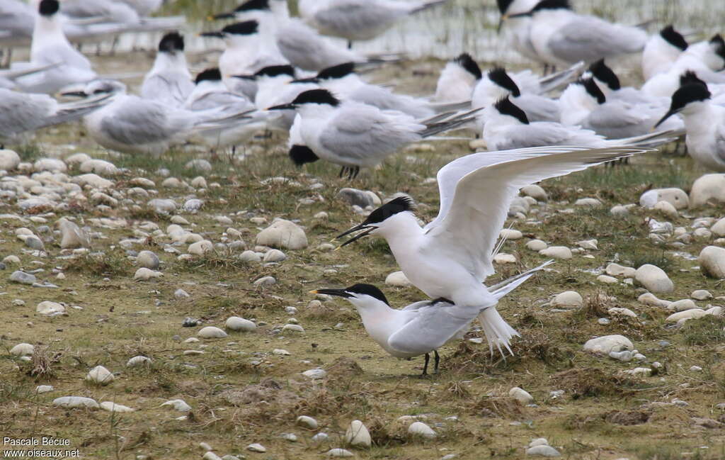 Sandwich Ternadult breeding, mating.