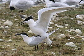 Sandwich Tern