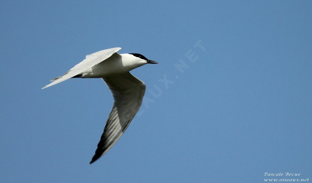 Gull-billed Ternadult, Flight