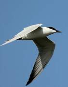 Gull-billed Tern