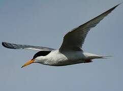 Little Tern