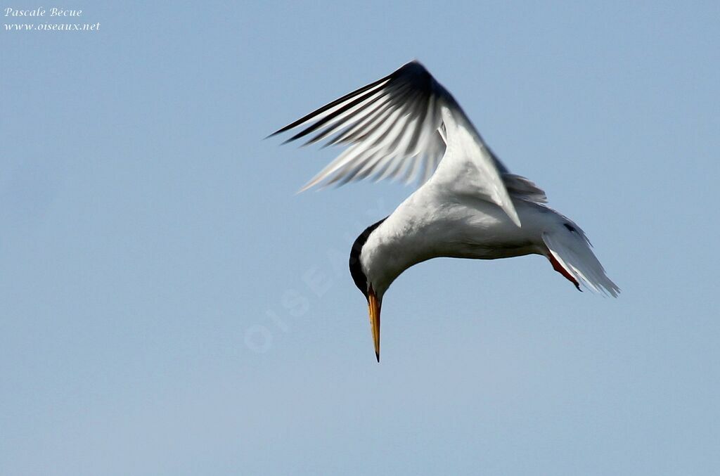 Little Ternadult, Flight