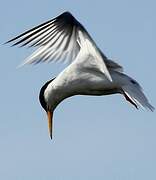 Little Tern