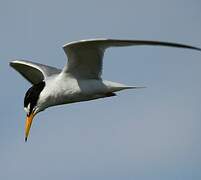 Little Tern