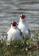 Common Tern