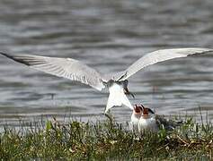 Common Tern