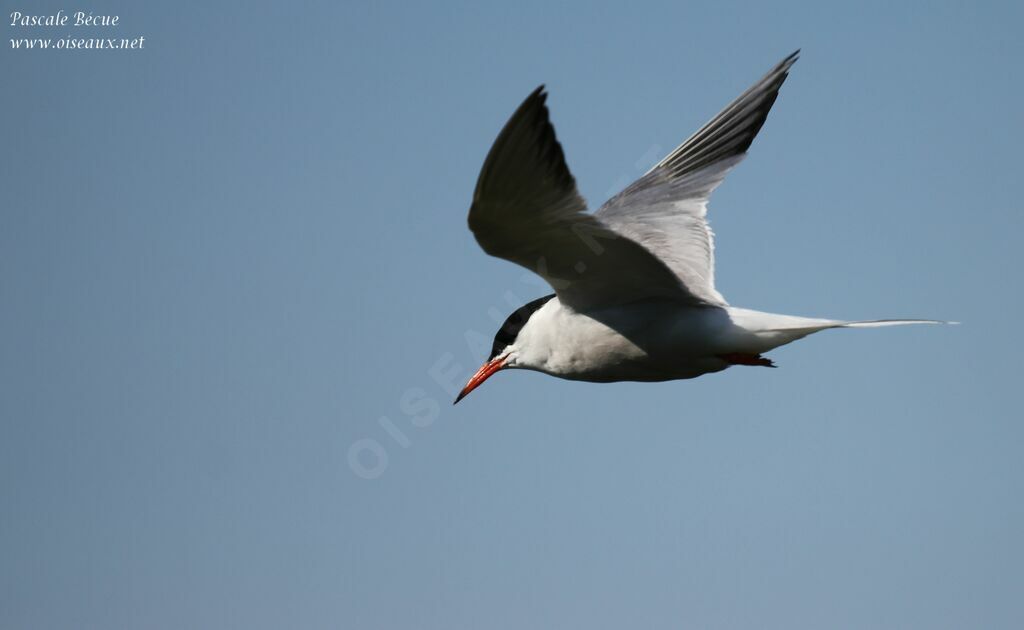 Common Tern, Flight