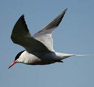 Common Tern