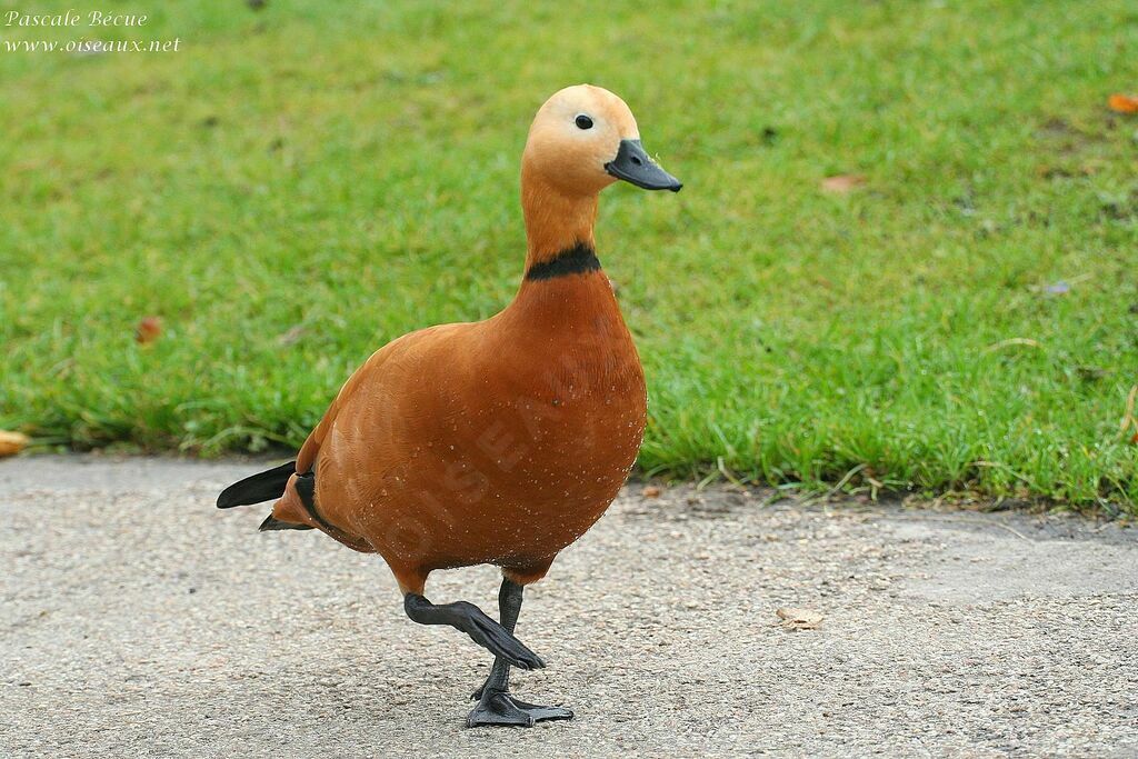 Ruddy Shelduck male adult