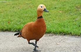 Ruddy Shelduck