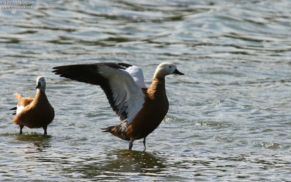 Ruddy Shelduckadult