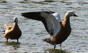 Ruddy Shelduck