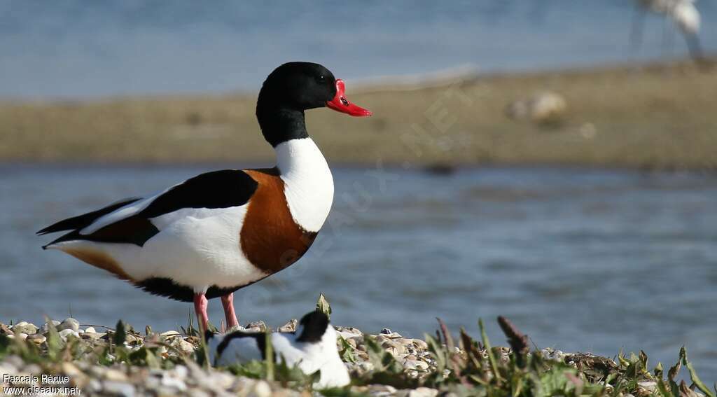 Common Shelduck male adult breeding