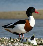 Common Shelduck