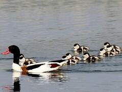 Common Shelduck