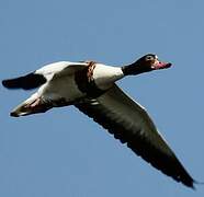 Common Shelduck