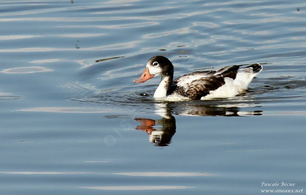 Common Shelduckjuvenile