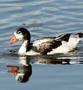 Common Shelduck