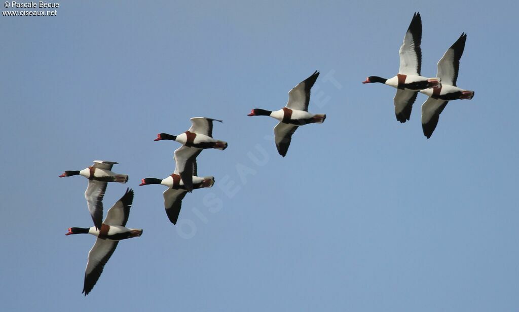 Common Shelduckadult, Flight