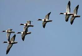 Common Shelduck