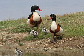 Common Shelduck