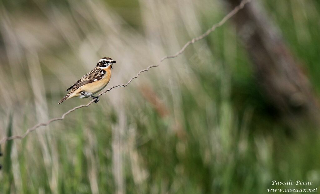 Whinchat male adult breeding