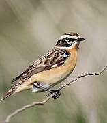 Whinchat